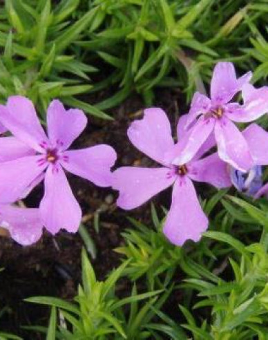 Flammenblume Moerheimi