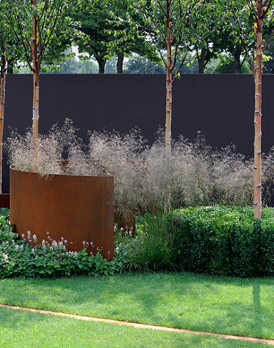 Schmiele Goldschleier 9x9