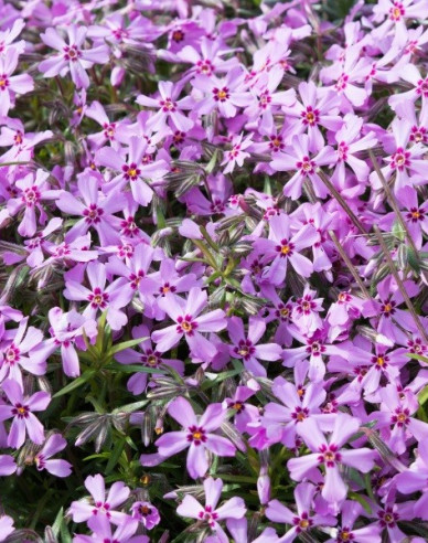 Flammenblume Moerheimi