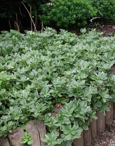 Dickmännchen Variegata