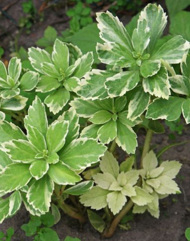 Dickmännchen Variegata