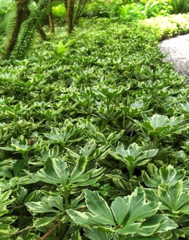 Dickmännchen Variegata