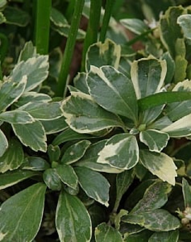 Dickmännchen Variegata
