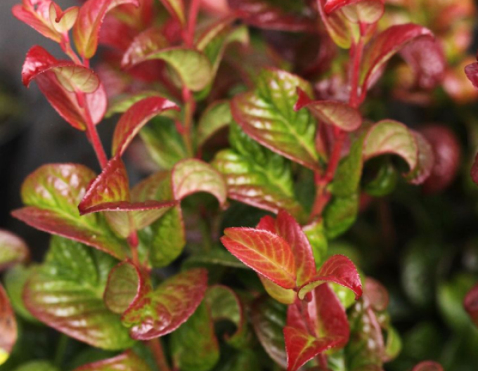 Leukote axillaris Twisting Red