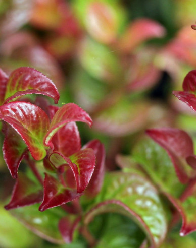 Leukote axillaris Twisting Red