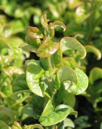 Leukote axillaris Twisting Red