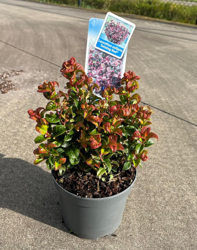 Leukote axillaris Twisting Red