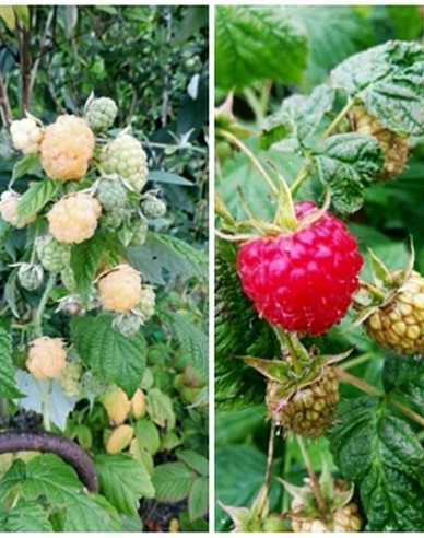 Thimbleberry Dorman Red