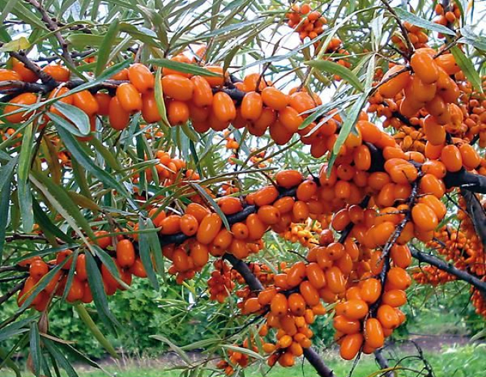 Sanddorn Friesdorfer Orange selbstbefruchtend