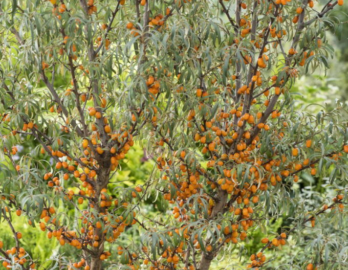 Sanddorn Friesdorfer Orange selbstbefruchtend