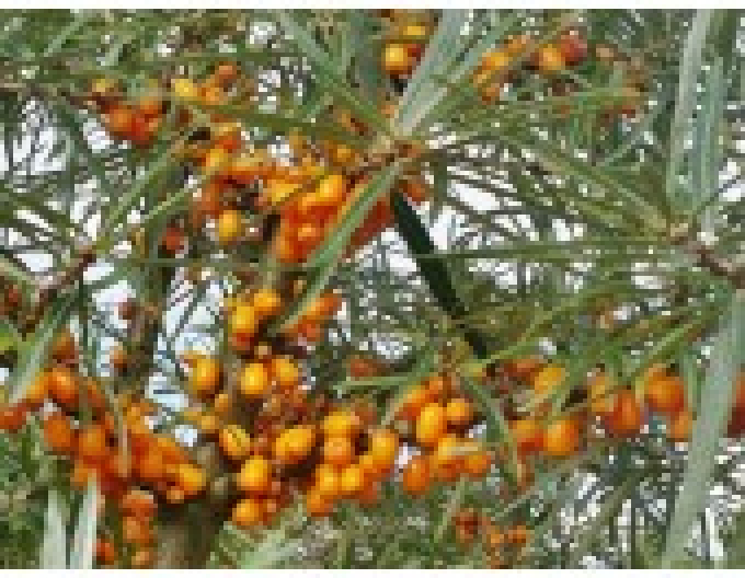 Sanddorn Friesdorfer Orange selbstbefruchtend