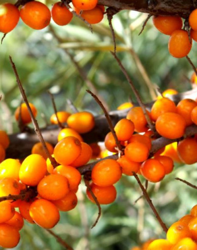 Sanddorn weiblich Nela