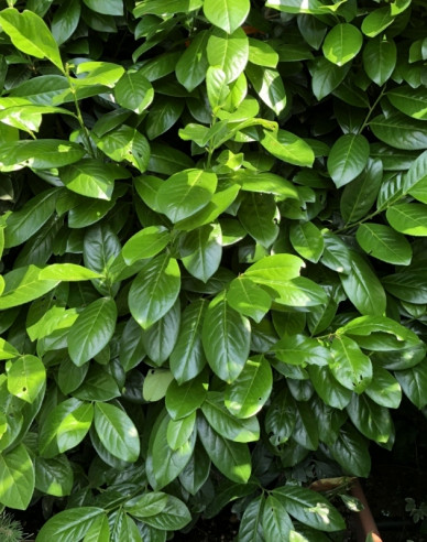 Kirschlorbeer Novita 9x9