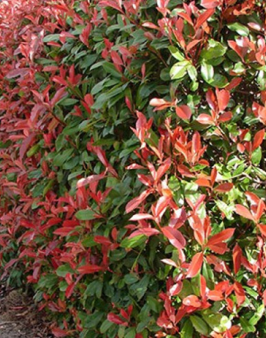 Glanzmispel ´Red Robin´ 9x9