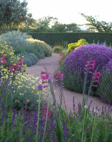 Salbei Ostfriesland 2l