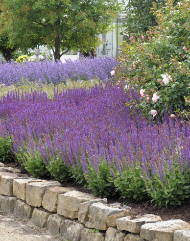 Salbei Ostfriesland 2l