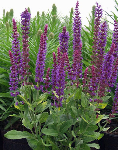 Salbei Ostfriesland 2l