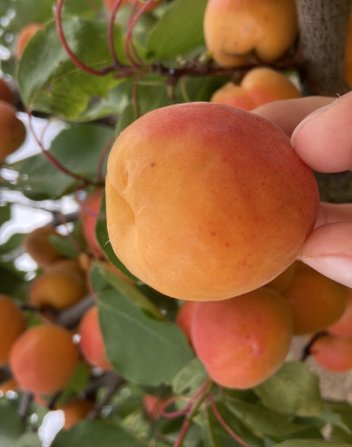 Aprikose Bhart auf Myrobalane, wurzelnackt