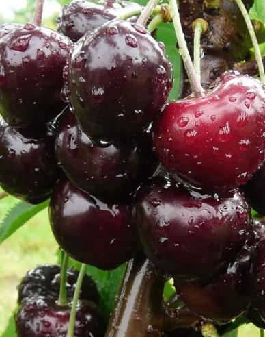 Kirsche Jacinta auf Prunus Mahaleb, wurzelnackt