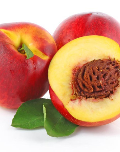 Nektarine Fantasia auf GF677, wurzelnackt