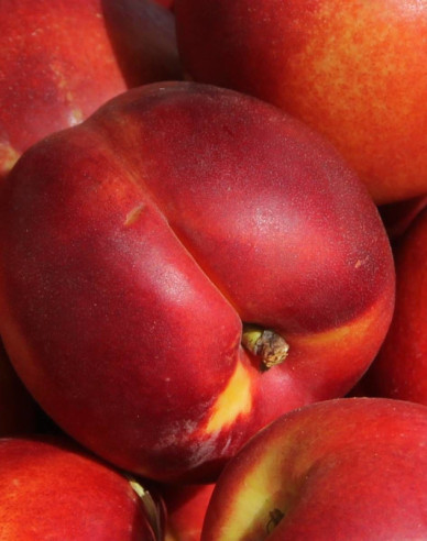 Nektarine Fantasia auf GF677, wurzelnackt