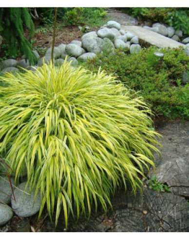 Japanisches Berggras Aureola 9x9