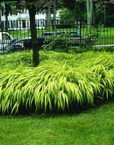 Japanisches Berggras Aureola 9x9