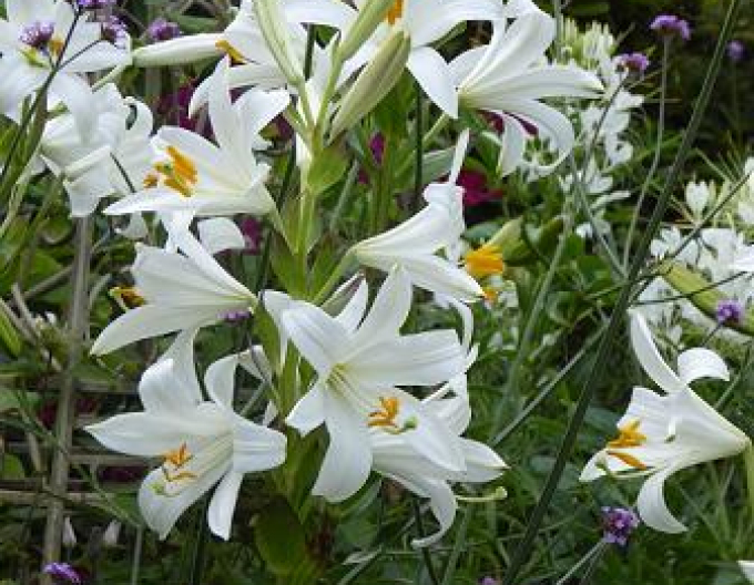 Madonnen-Lilie - Lilium Candidum