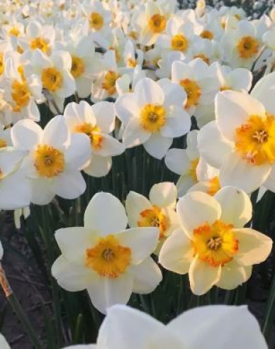 Narzisse  ´Infinity Joy´