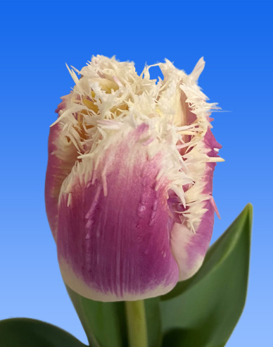 Tulpe Hawaii