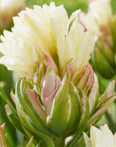 Tulpe Mystery Valley