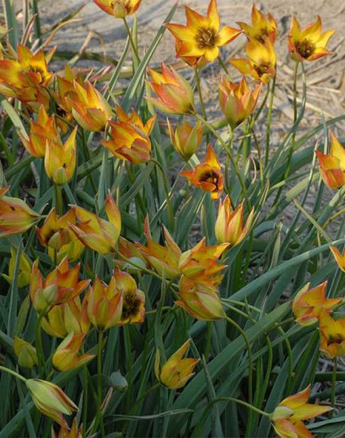 Tulpe Orphanidea flava
