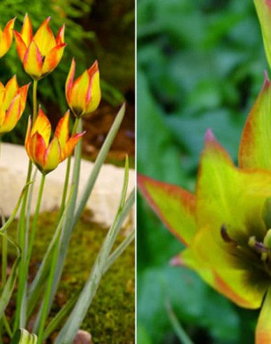 Tulpe Orphanidea flava