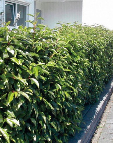 Portugiesischer Lorbeer Angustifolia