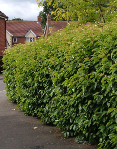 Portugiesischer Lorbeer Angustifolia