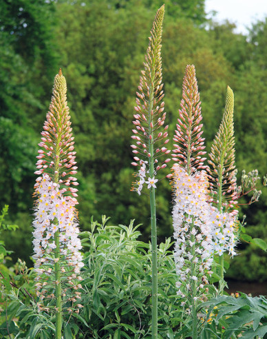 Steppenkerze - Eremurus 1st.