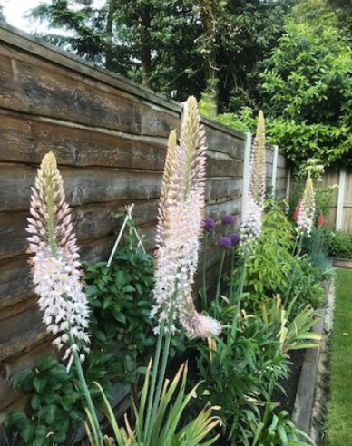 Steppenkerze - Eremurus 1st.