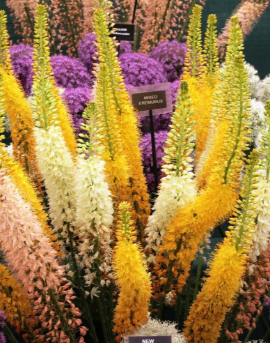 Steppenkerze hybrid - Eremurus 1st