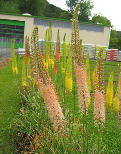 Steppenkerze hybrid - Eremurus 1st