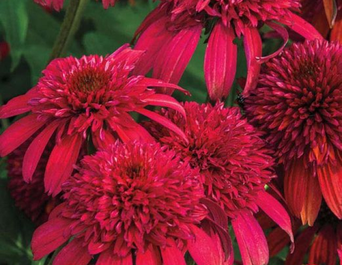 Sonnenhut Sombrero Double Cranberry