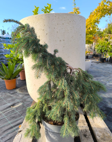 Weißfichte The Blues