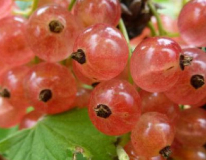 Rosa Johannisbeere Lubawa Hochstämmchen, Cont. 2l