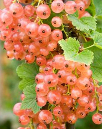 Rosa Johannisbeere Lubawa Hochstämmchen, Cont. 2l