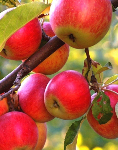 Apfelbaum Rubinola auf P14, wurzelnackt