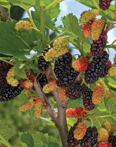 Maulbeere Gerardi Dwarf