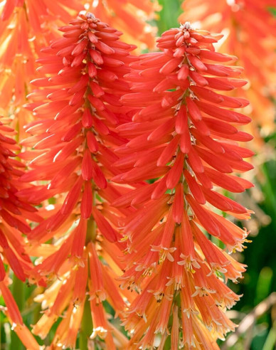 Fackellilie Poco Orange