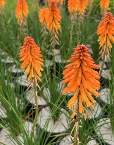 Fackellilie Poco Orange