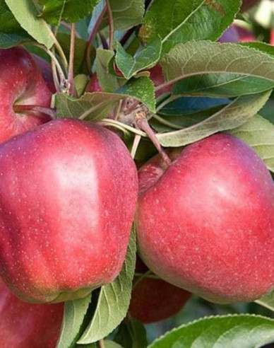 Apfelbaum Gloster auf A2, wurzelnackt