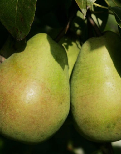 Winterbirne Lucasova, auf Quitte - Zwischenunterlage Konferenz,wurzelnackt