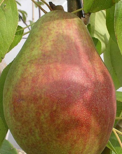 Sommerbirne Clappova auf Quitte - Zwischenunterlage Konferenz,wurzelnackt